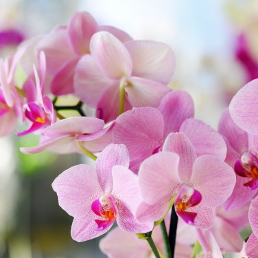plan orchid Cymbidium 100 PCS Seeds