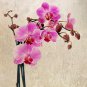 plan orchid Cymbidium 100 PCS Seeds