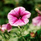 Pixie Dust Combination Petunia Annual Plant Bonsai Flower 100 PCS Seeds Pixie Dust Combination Petunia Annual Plant Bonsai Flower 100 PCS Seeds