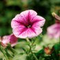 Pixie Dust Combination Petunia Annual Plant Bonsai Flower 100 PCS Seeds
