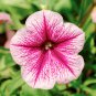 Pixie Dust Combination Petunia Annual Plant Bonsai Flower 100 PCS Seeds