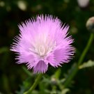 Pink Sweet Sultan Cornflower 40 PCS Seeds