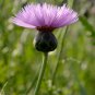 Pink Sweet Sultan Cornflower 40 PCS Seeds