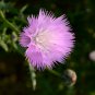 Pink Sweet Sultan Cornflower 40 PCS Seeds