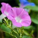 Pink Shibori Hige Ipomoea Purpurea Morning Glory 50 PCS Seeds