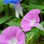 Pink Shibori Hige Ipomoea Purpurea Morning Glory 50 PCS Seeds