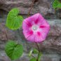 Pink Shibori Hige Ipomoea Purpurea Morning Glory 50 PCS Seeds