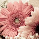 PINK Series Gerbera Daisy Perennial Gerbera Jamesonni Plants 20 PCS Seeds