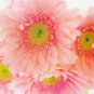 PINK Series Gerbera Daisy Perennial Gerbera Jamesonni Plants 20 PCS Seeds