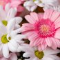 PINK Series Gerbera Daisy Perennial Gerbera Jamesonni Plants 20 PCS Seeds