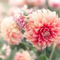 Pink Red Dahlia Flower 50 PCS Seeds