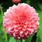 Pink Red Dahlia Flower 50 PCS Seeds