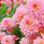 Pink Red Dahlia Flower 50 PCS Seeds