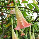 Pink Purple Yellow Red White Datura Stramonium Jimson 20 PCS Seeds