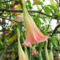 Pink Purple Yellow Red White Datura Stramonium Jimson 20 PCS Seeds