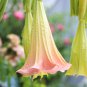 Pink Purple Yellow Red White Datura Stramonium Jimson 20 PCS Seeds