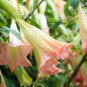 Pink Purple Yellow Red White Datura Stramonium Jimson 20 PCS Seeds