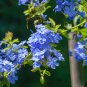Plumbago Auriculata Exotic Perennial Flowers Bonsai 100 PCS Seeds
