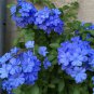 Plumbago Auriculata Exotic Perennial Flowers Bonsai 100 PCS Seeds