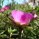 Pink Portulaca Grandiflora 100 PCS Seeds