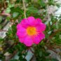 Pink Portulaca Grandiflora 100 PCS Seeds
