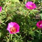 Pink Portulaca Grandiflora 100 PCS Seeds