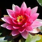 Pink Nelumbo Nucifera Lotus Flowers Pond Plants Bonsai Indoor 1 PCS Seeds
