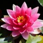 Pink Nelumbo Nucifera Lotus Flowers Pond Plants Bonsai Indoor 1 PCS Seeds