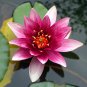 Pink Nelumbo Nucifera Lotus Flowers Pond Plants Bonsai Indoor 1 PCS Seeds