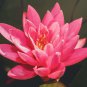 Pink Nelumbo Nucifera Lotus Flowers Pond Plants Bonsai Indoor 1 PCS Seeds