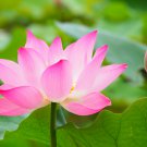 Pink Lotus Flower 1 PCS Seeds