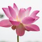 Pink Lotus Flower 1 PCS Seeds
