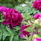 Pivoine Japanese Peony Flower 5 PCS Seeds