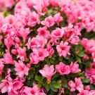 Pink Longevity Flower 100 PCS Seeds
