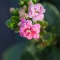Pink Longevity Flower 100 PCS Seeds