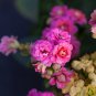 Pink Longevity Flower 100 PCS Seeds