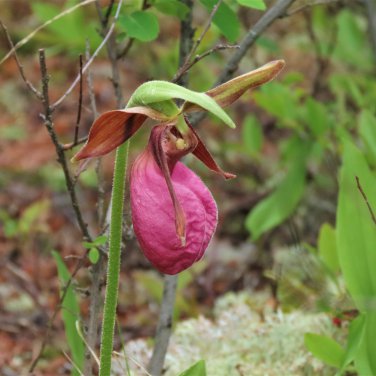 Pink Lady's Slipper Moccasin Flower (Cypripedium acaule) Orchid 100 PCS Seeds