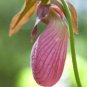 Pink Lady's Slipper Moccasin Flower (Cypripedium acaule) Orchid 100 PCS Seeds