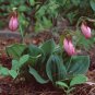 Pink Lady's Slipper Moccasin Flower (Cypripedium acaule) Orchid 100 PCS Seeds