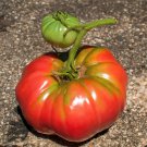 Pinkish Red Tomato Big Apple-sized Fruit 5 PCS Seeds