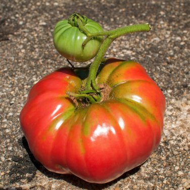 Pinkish Red Tomato Big Apple-sized Fruit 5 PCS Seeds