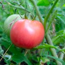 Pink King Tomato 100 PCS Seeds Pink King Tomato 100 PCS Seeds