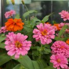 Pink Zinnia Elegans Common Zinnia Youth-and-Old-Age 50 PCS Seeds