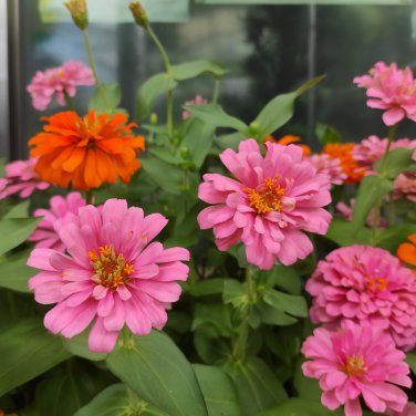 Pink Zinnia Elegans Common Zinnia Youth-and-Old-Age 50 PCS Seeds