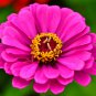 Pink Zinnia Elegans Common Zinnia Youth-and-Old-Age 50 PCS Seeds