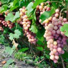 Pink Hongti Grape Organic 100 PCS Seeds