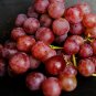 Pink Hongti Grape Organic 100 PCS Seeds