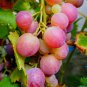 Pink Hongti Grape Organic 100 PCS Seeds