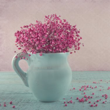 Pink Gypsophila Paniculata Baby's Breath Graceful Flowers 400 PCS Seeds