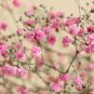 Pink Gypsophila Paniculata Baby's Breath Graceful Flowers 400 PCS Seeds